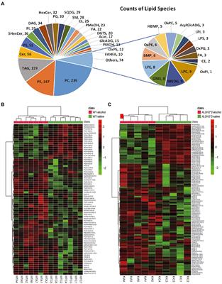 Lipidomic changes of cerebral cortex in aldehyde dehydrogenase-2 knock-in heterozygote mice after chronic alcohol exposure